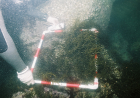 海洋の環境調査（藻場調査状況